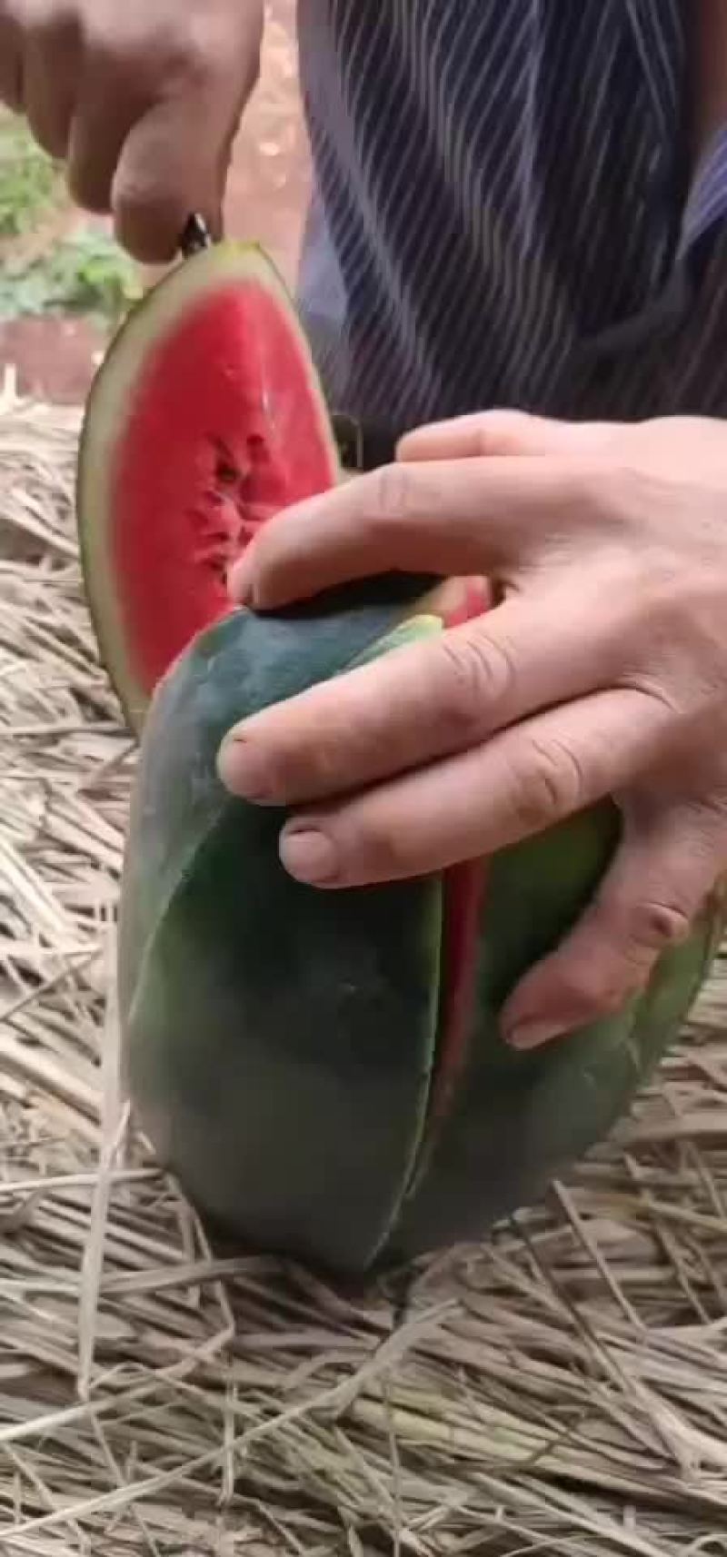 河南太康西瓜之乡