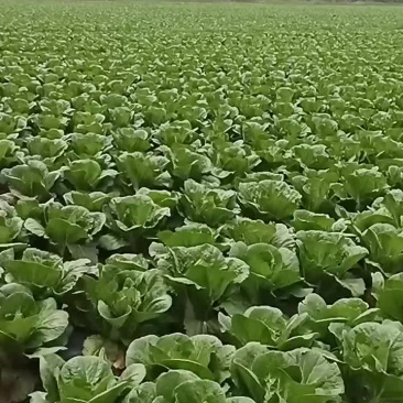 蔬菜