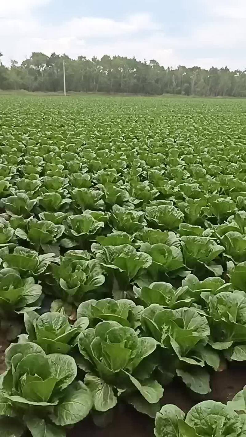 蔬菜