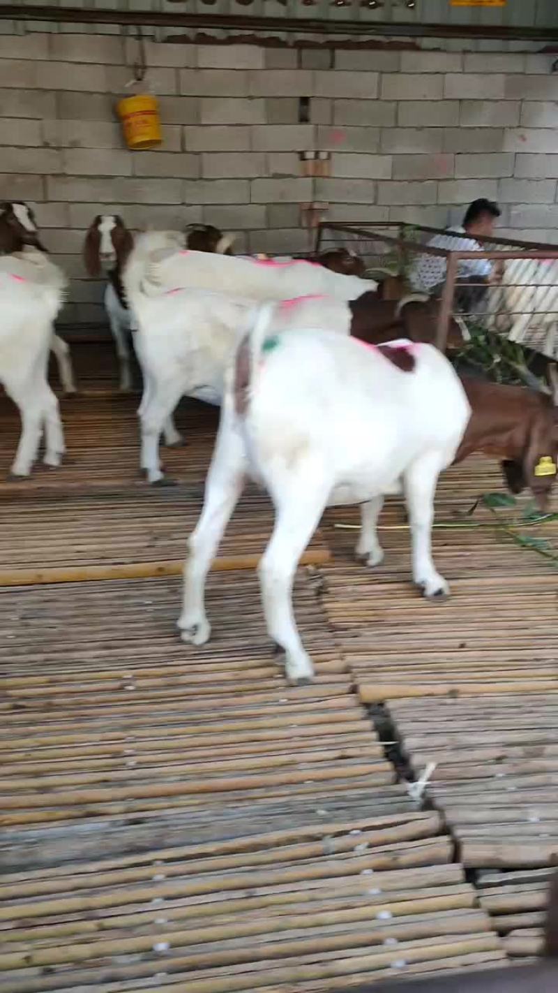 波尔山羊，小尾寒羊，杜怕羊，白山羊，黑山羊等品种