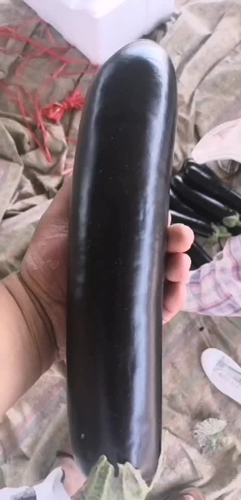 优质黑长茄茄王，基地直供，价格美丽，可全国发货！