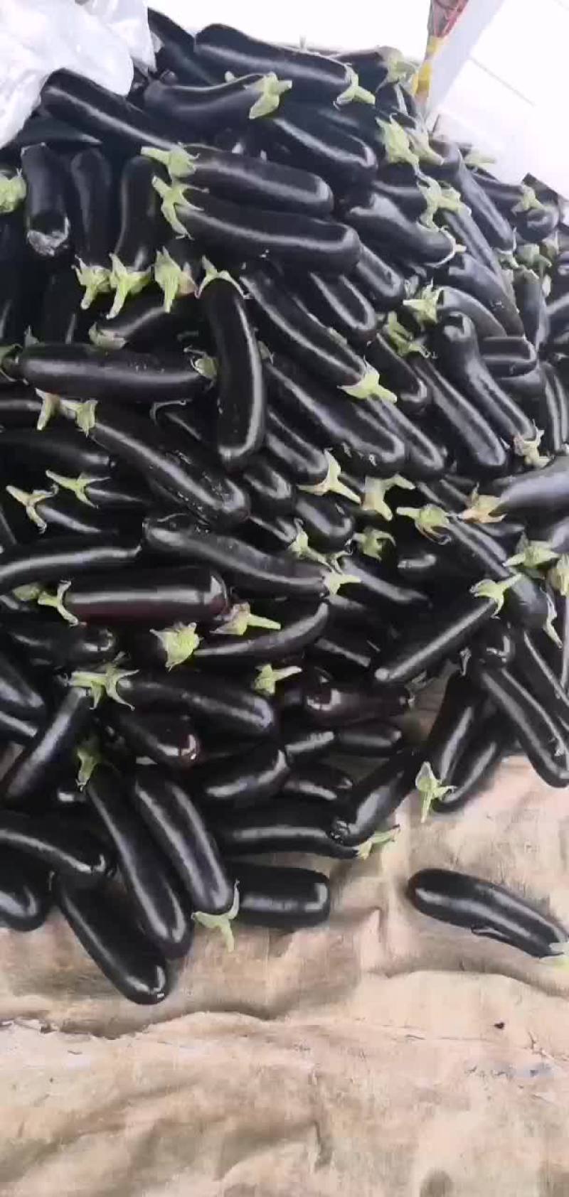 优质黑长茄茄王，基地直供，价格美丽，可全国发货！