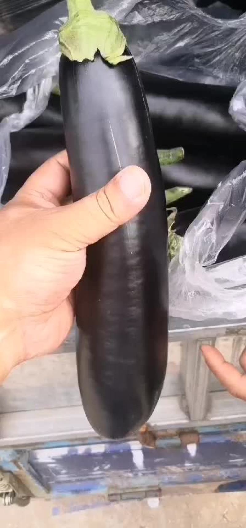 优质黑长茄茄王，基地直供，价格美丽，可全国发货！