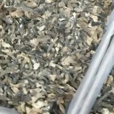 羊肚菌免费送的价格179/斤