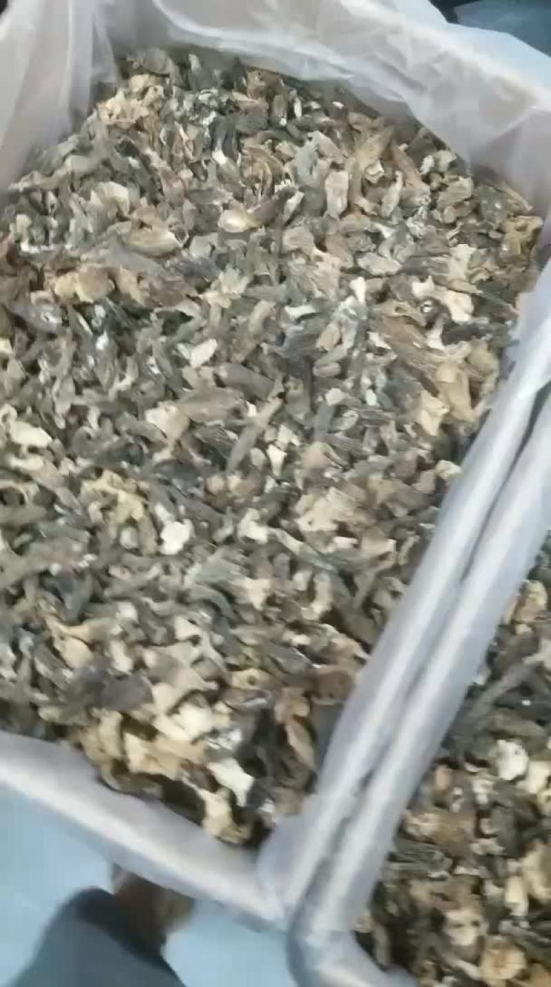 羊肚菌免费送的价格179/斤
