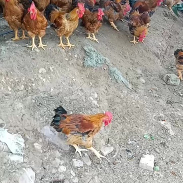 901肉鸡