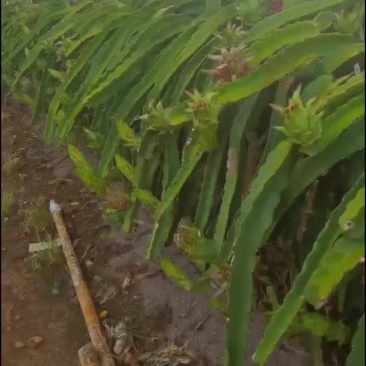 火龙果