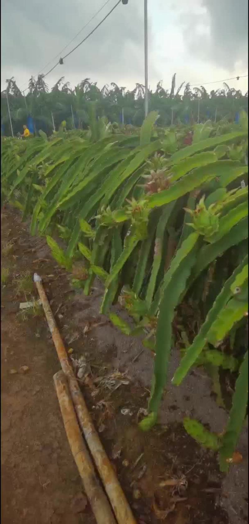 火龙果