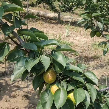 新梨七号