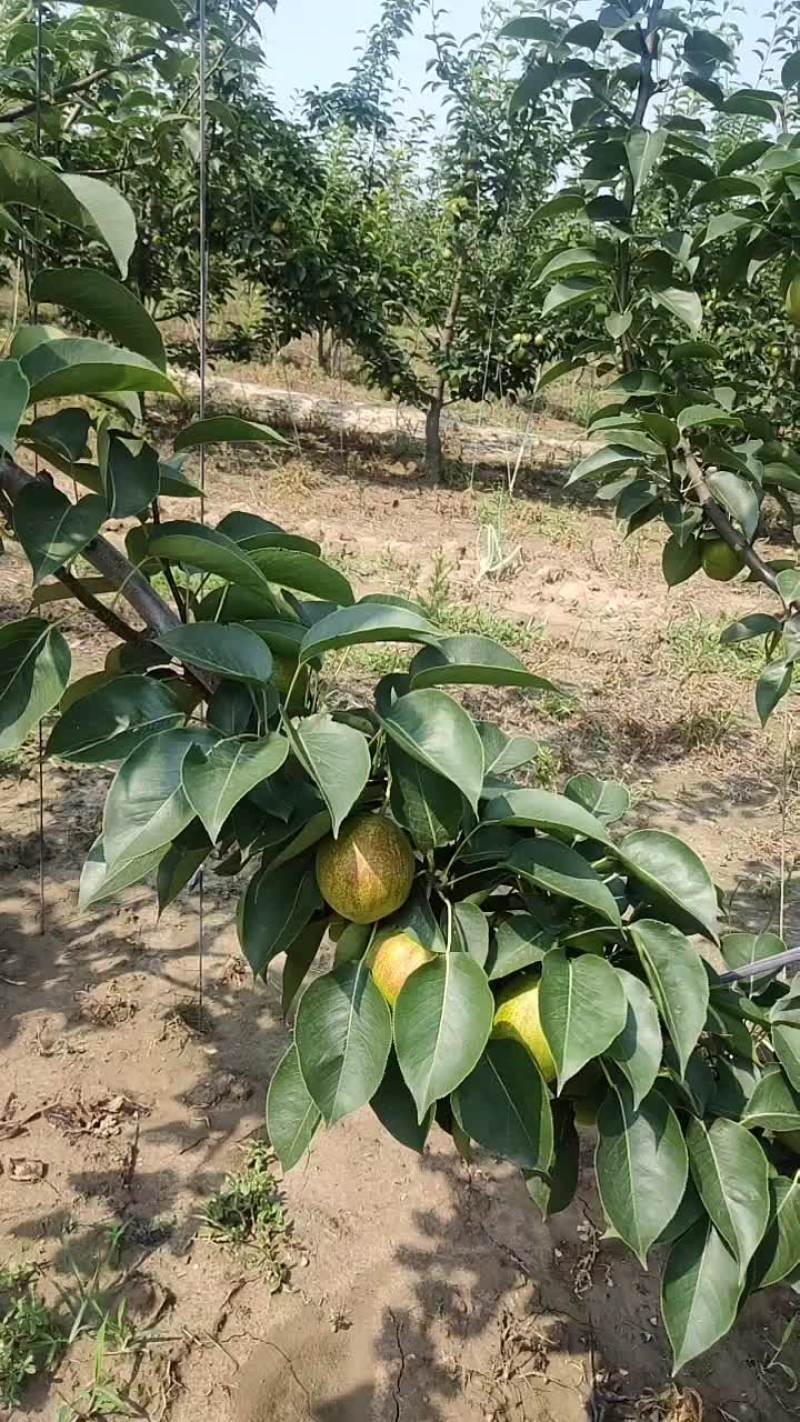 新梨七号