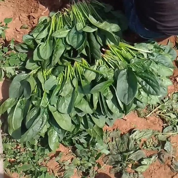 黑苗小菠菜