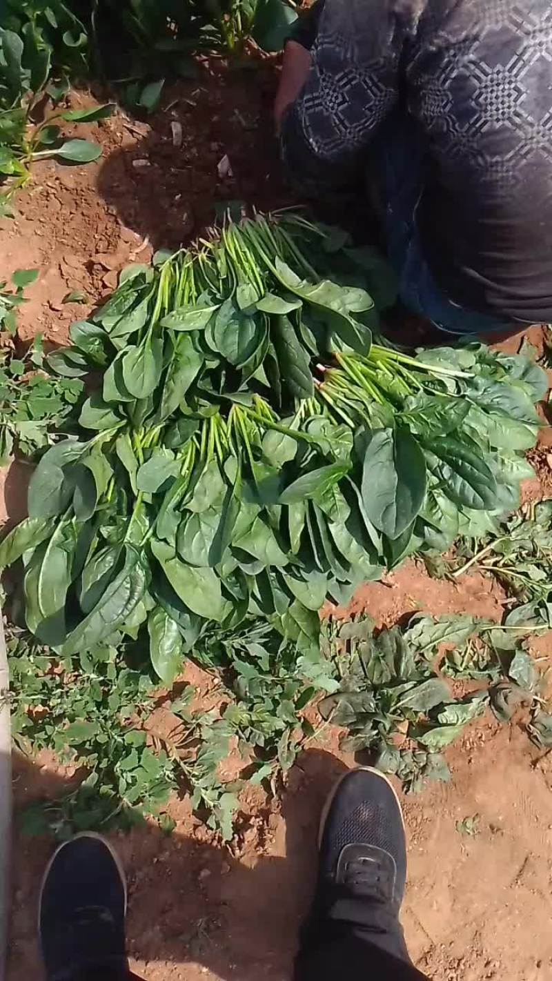 黑苗小菠菜