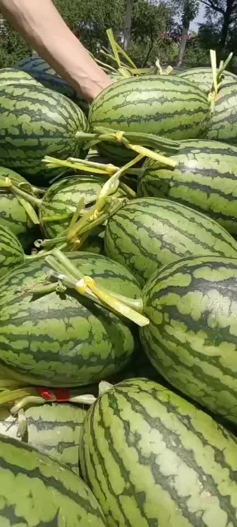 精品吊瓜
