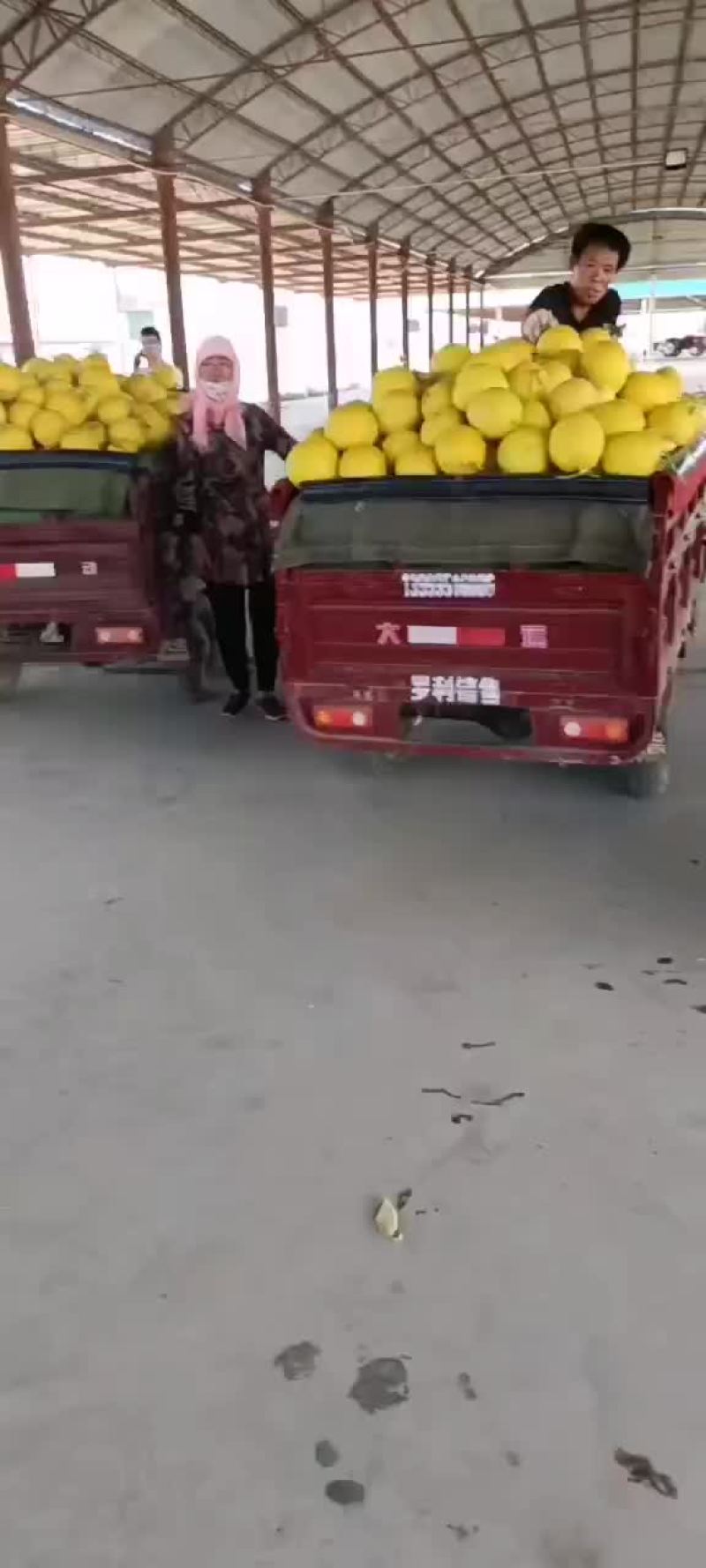金红宝郁金香