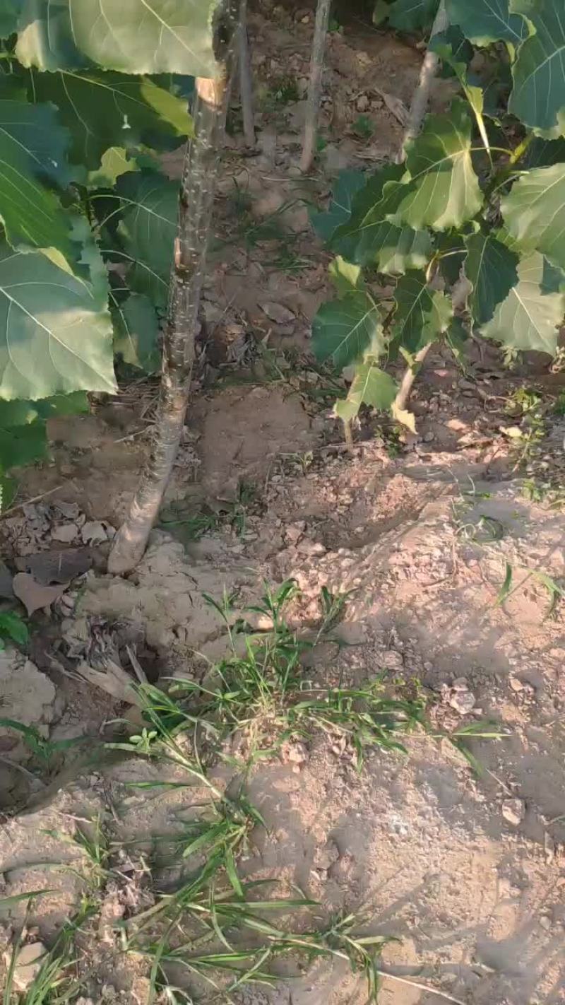 无絮杨树苗