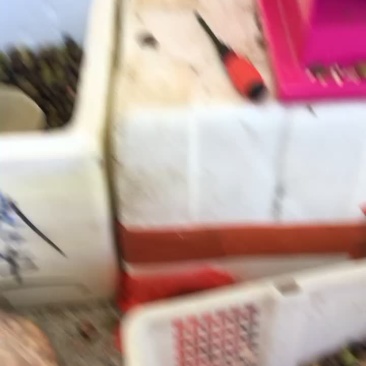 新鲜莲子，加工脱脱