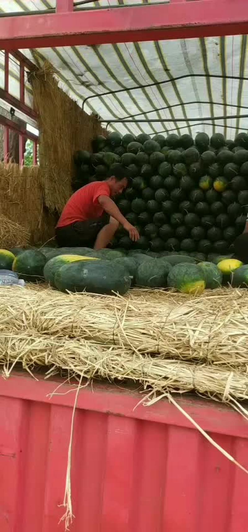 河南精品黑美人西瓜现以大量上市了
