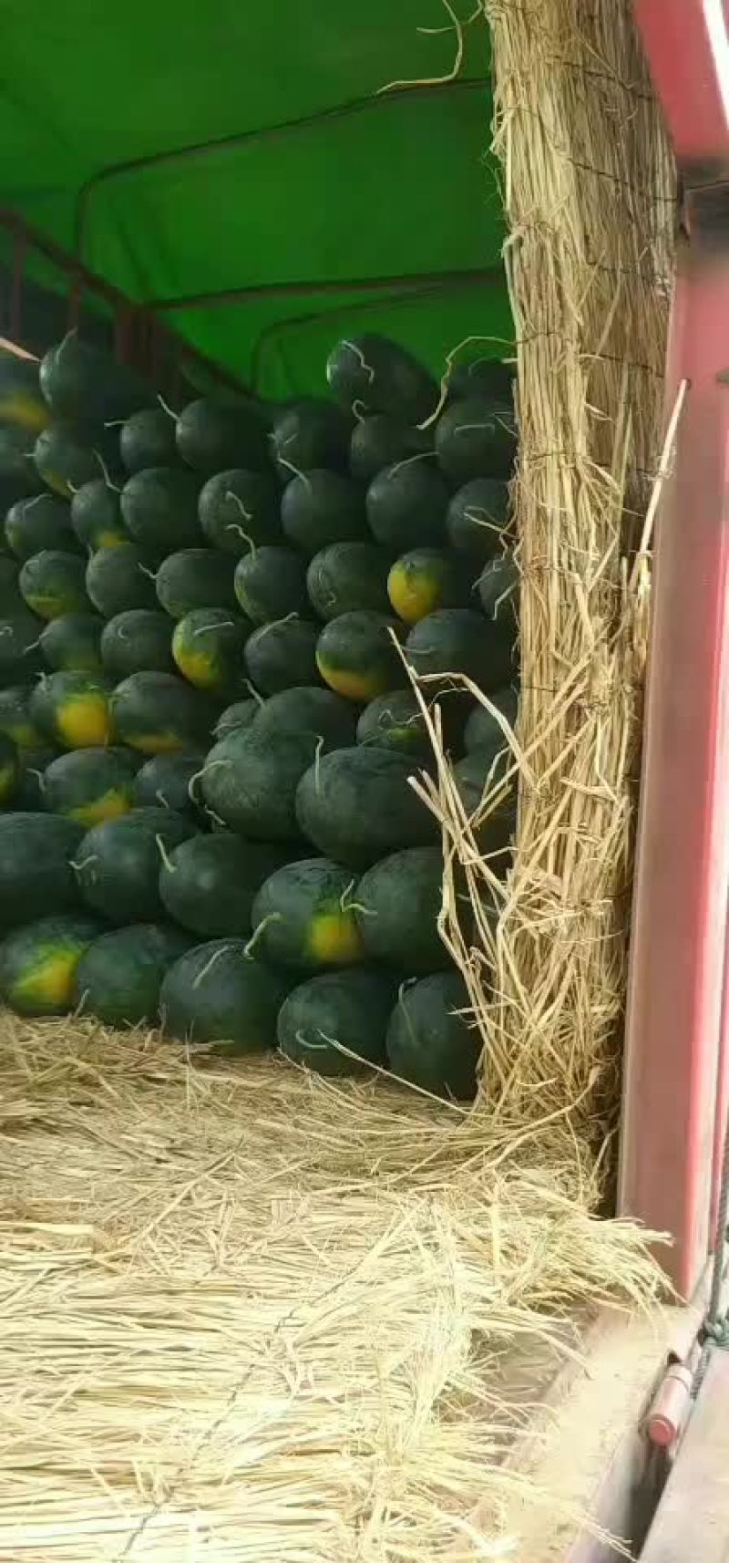河南精品黑美人西瓜现以大量上市了
