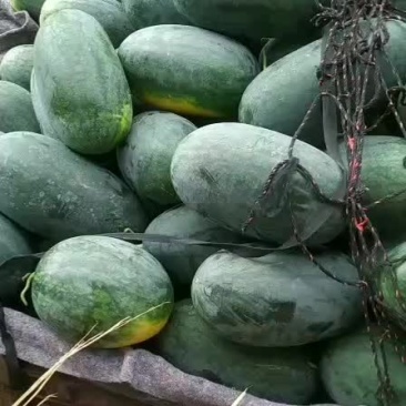 河南精品黑美人西瓜现以大量上市了