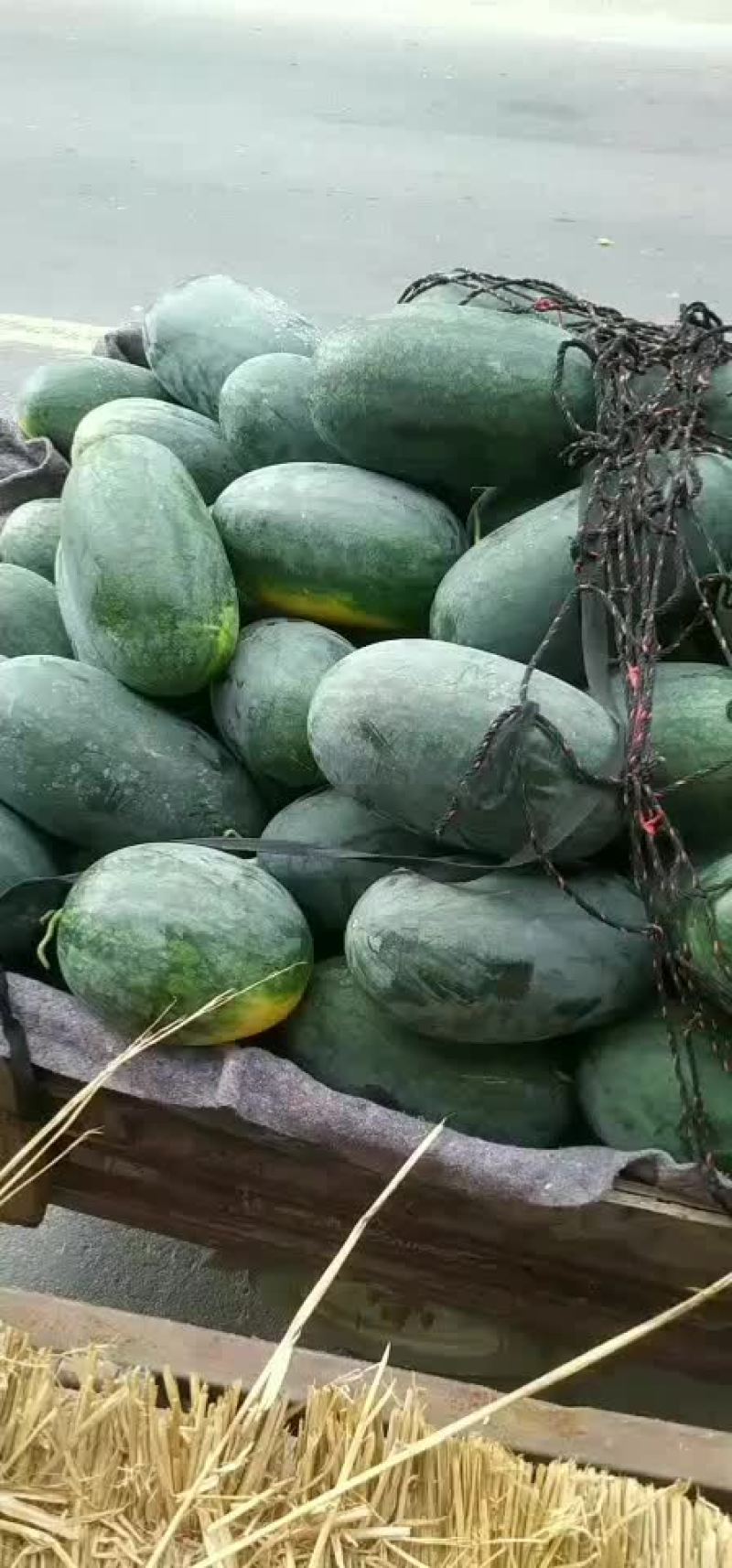 河南精品黑美人西瓜现以大量上市了