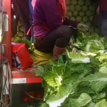 白菜出售