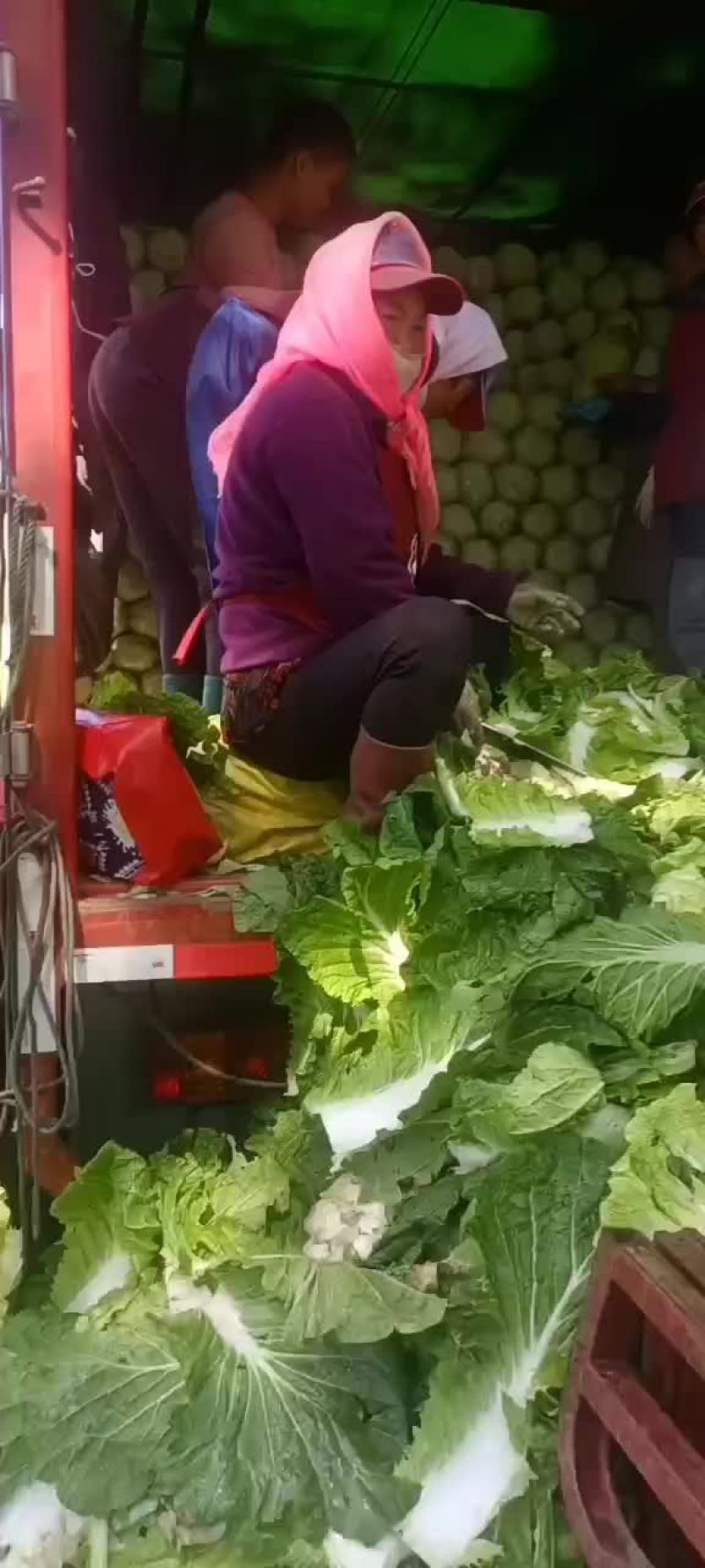 白菜出售