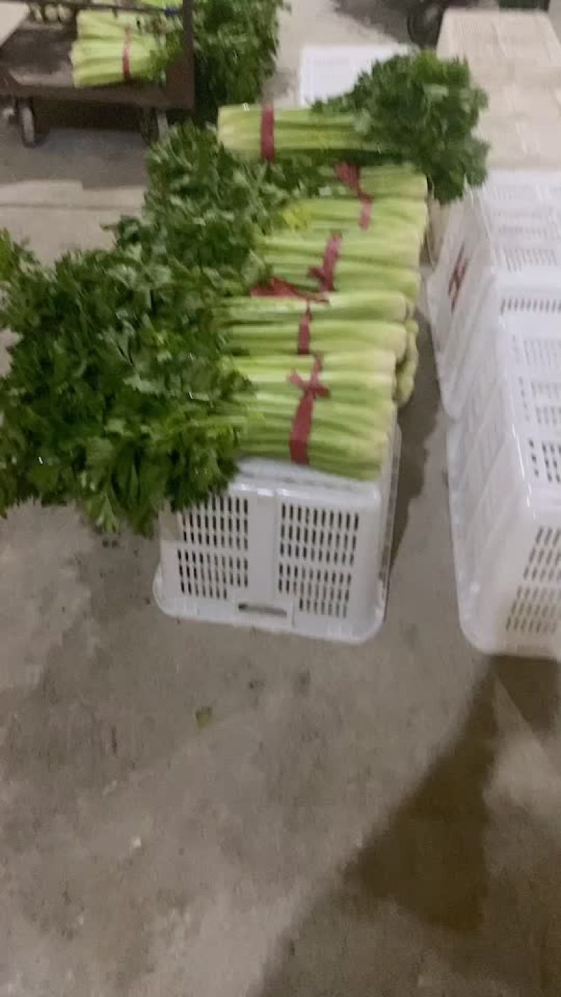 打捆芹菜