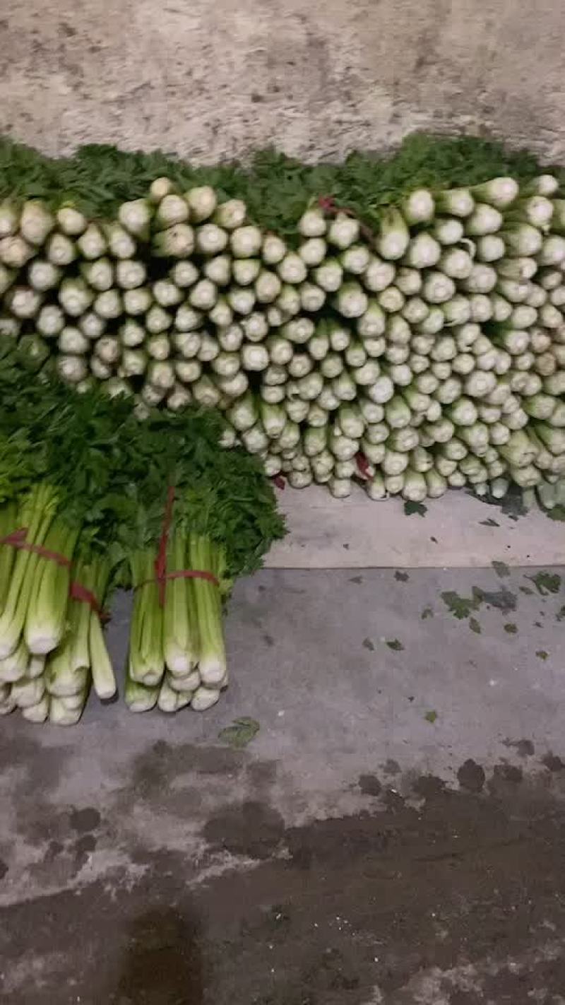 打捆芹菜