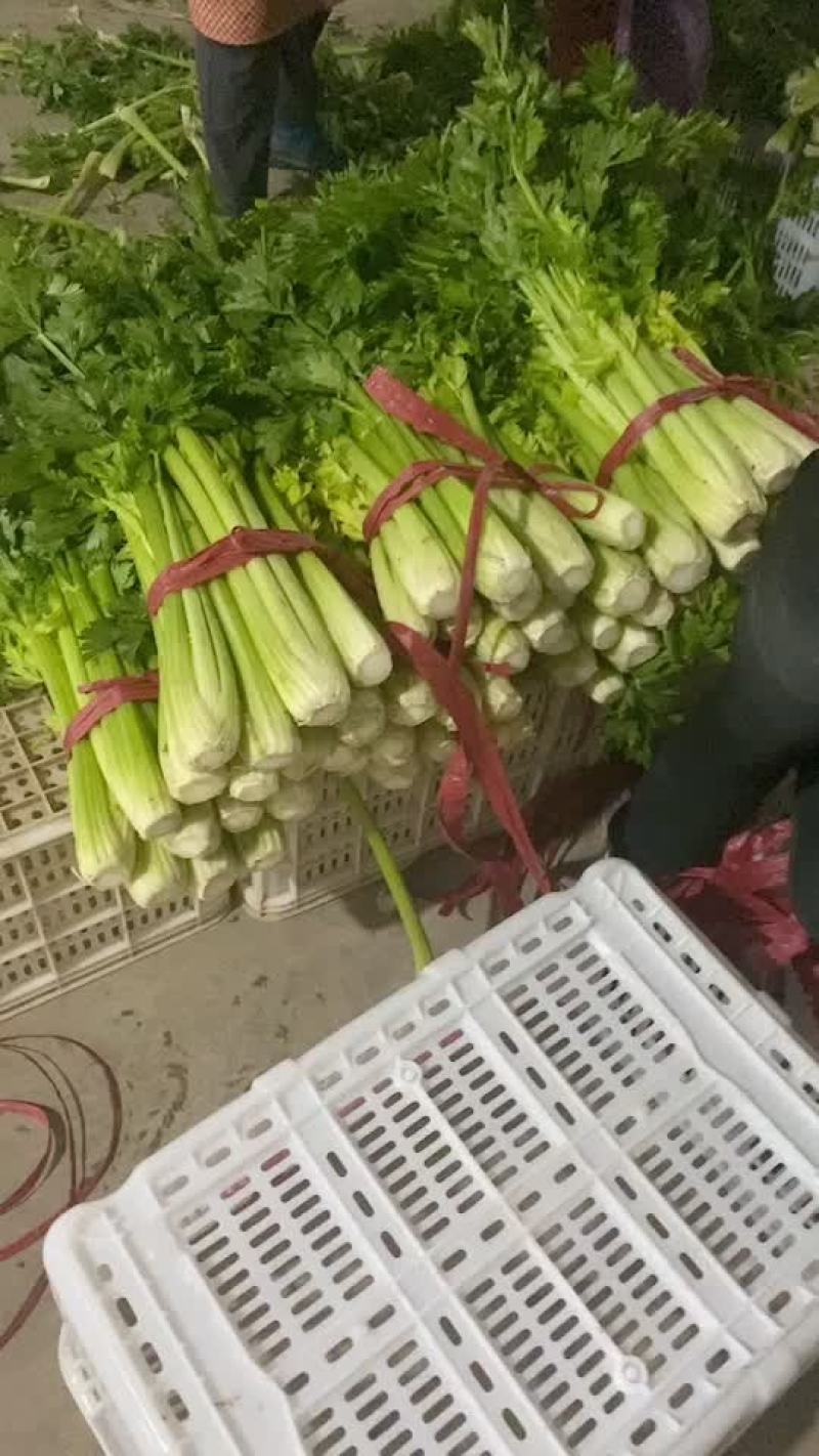 打捆芹菜