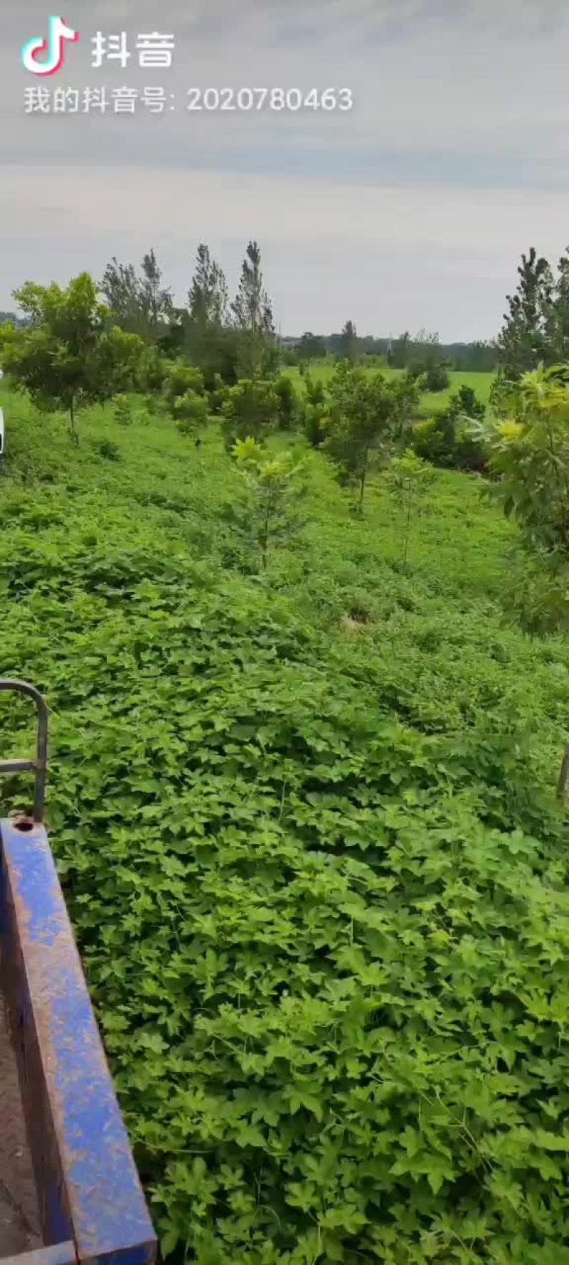 薄荷