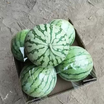 通许无籽西瓜大量供应中