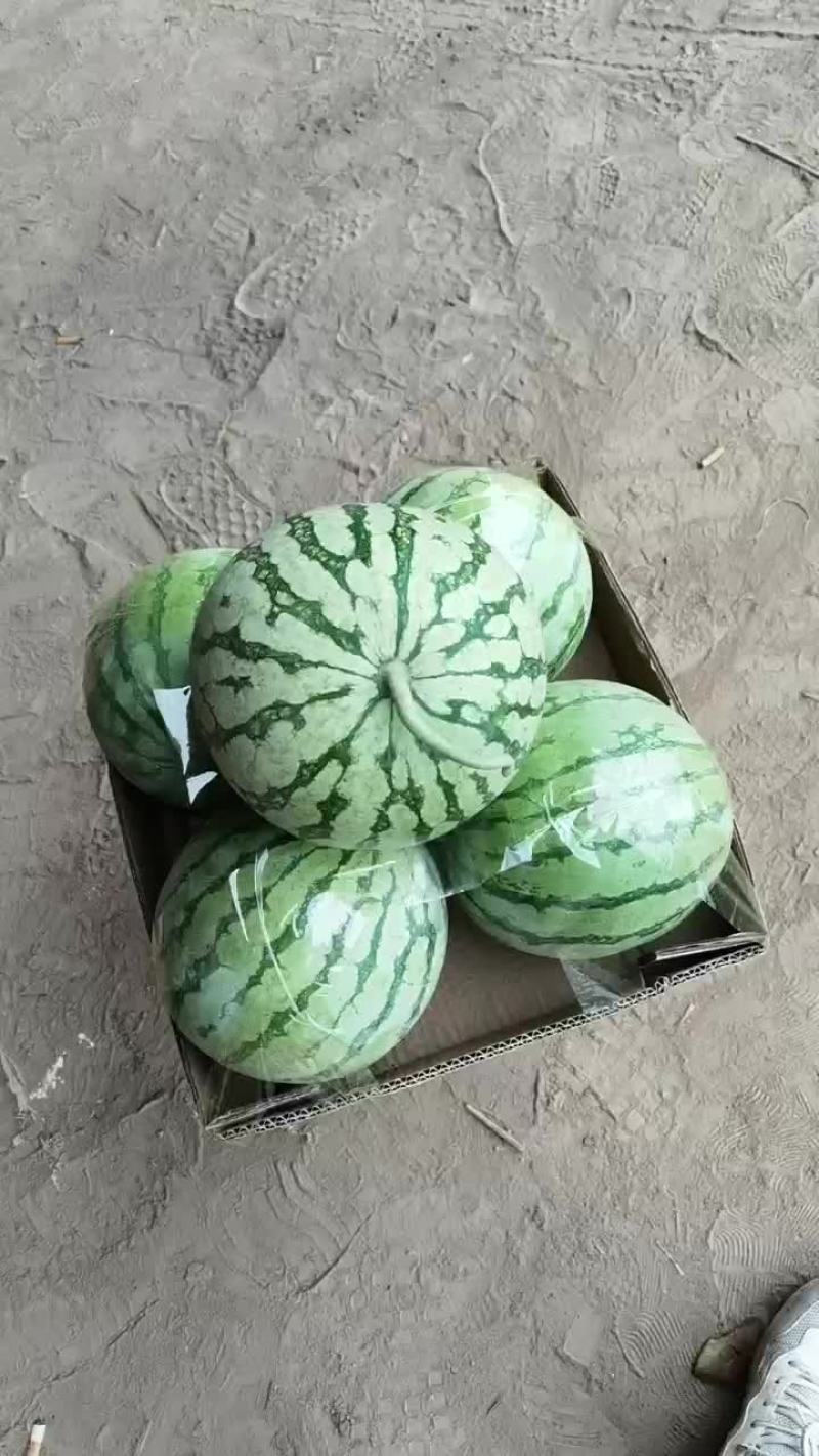 通许无籽西瓜大量供应中