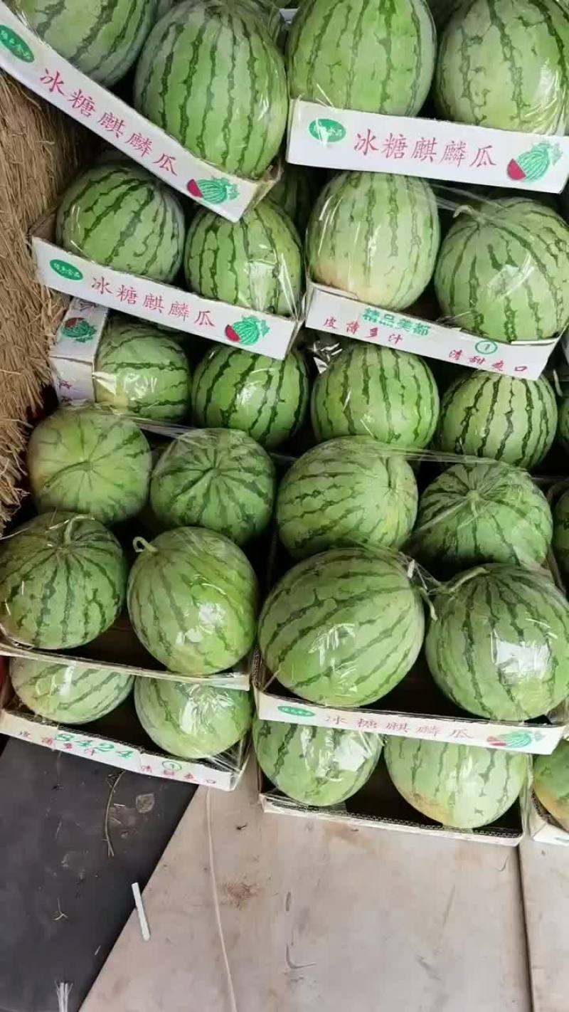 通许无籽西瓜大量供应中