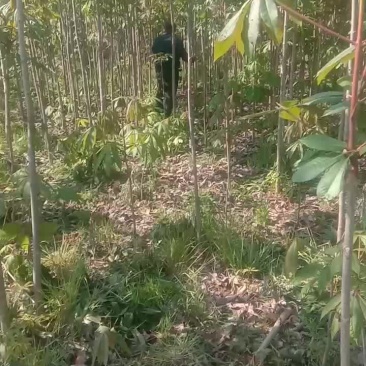 各种规格七叶树