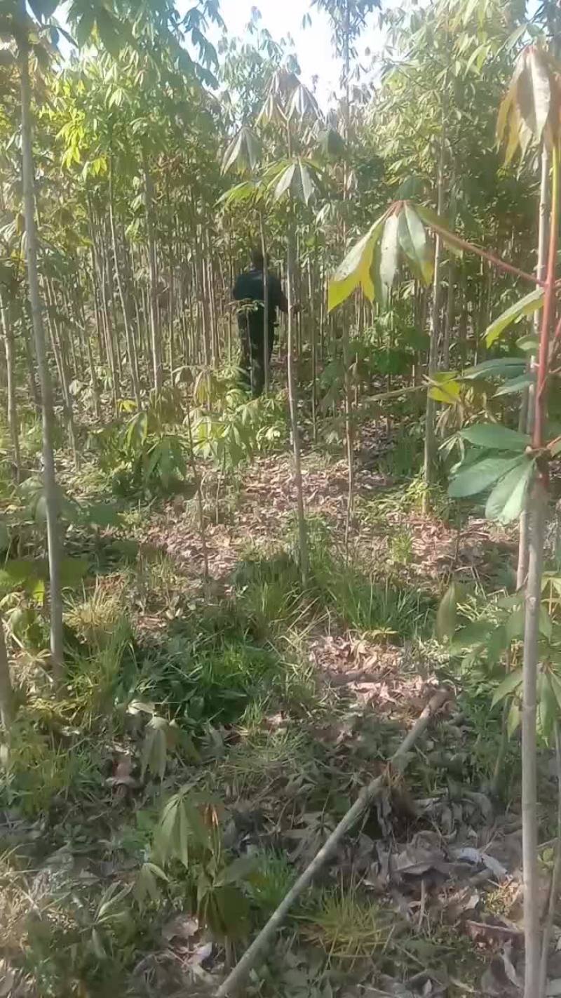 各种规格七叶树