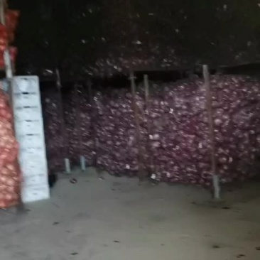 山东平度精品紫圆葱