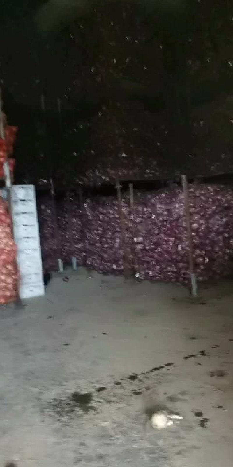 山东平度精品紫圆葱