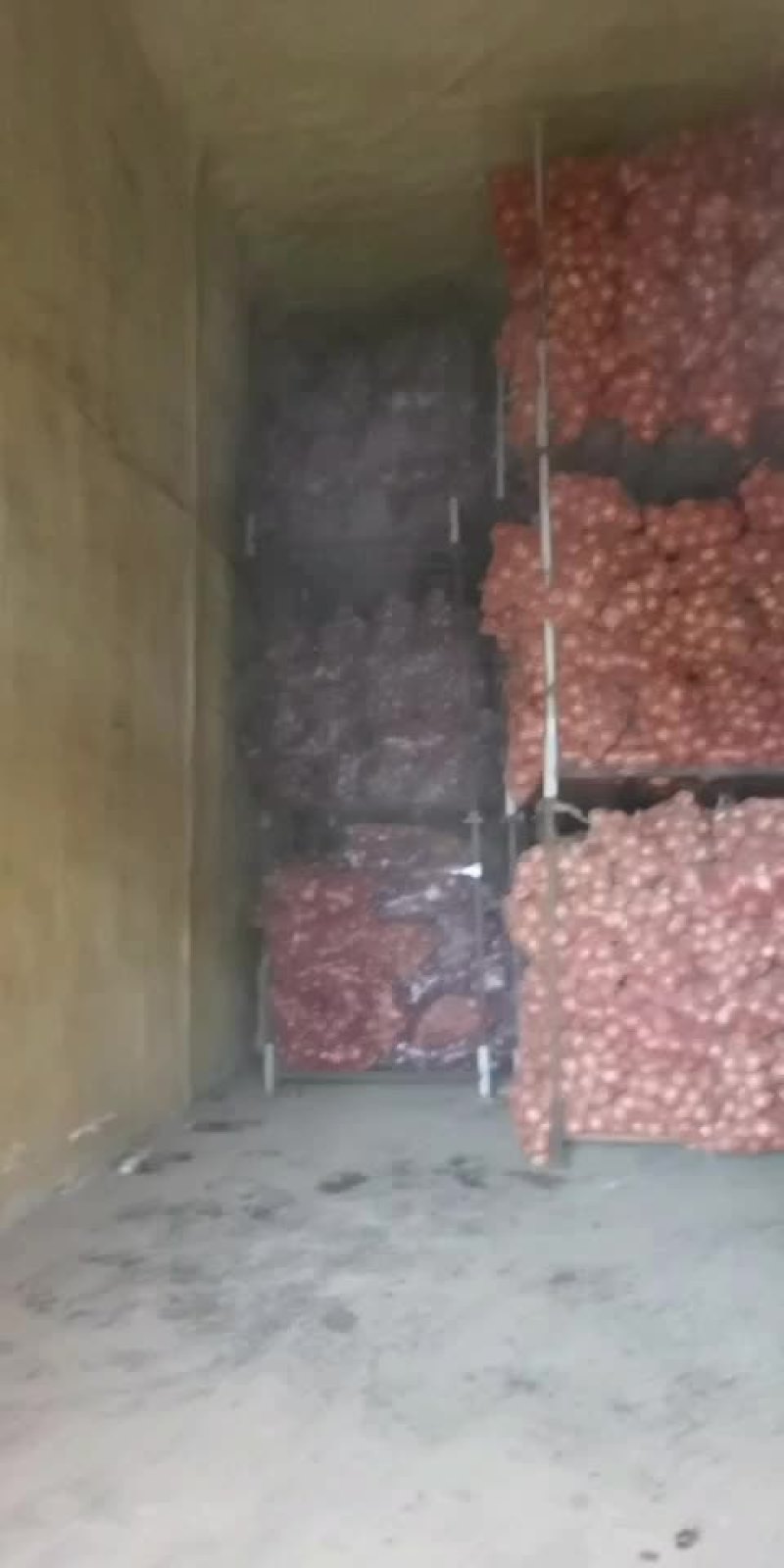 山东平度精品紫圆葱