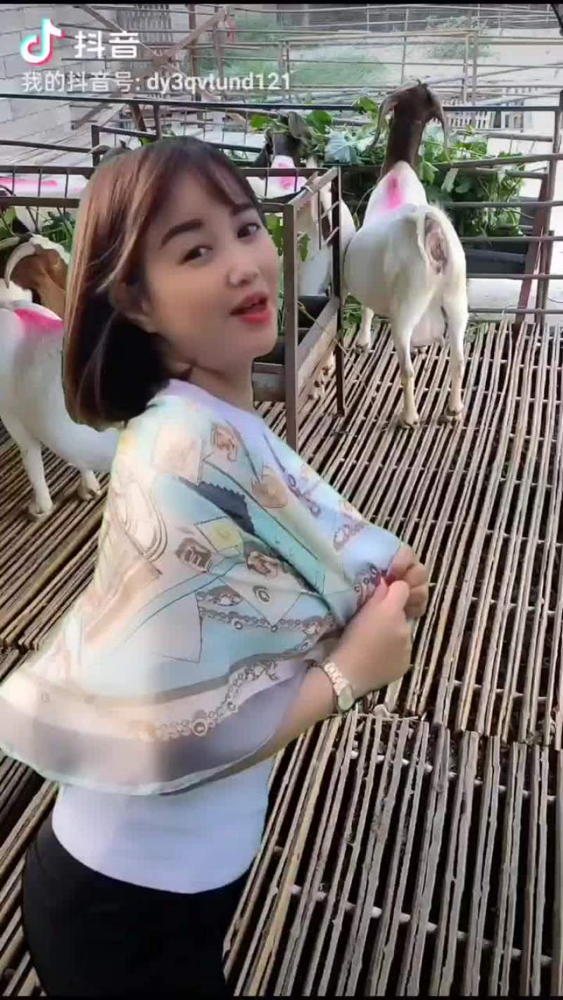 波尔山羊