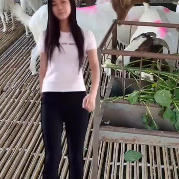 波尔山羊