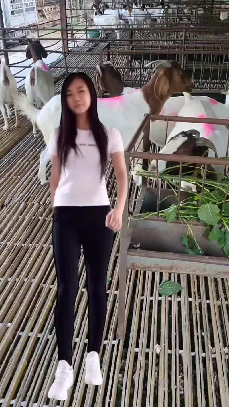 波尔山羊