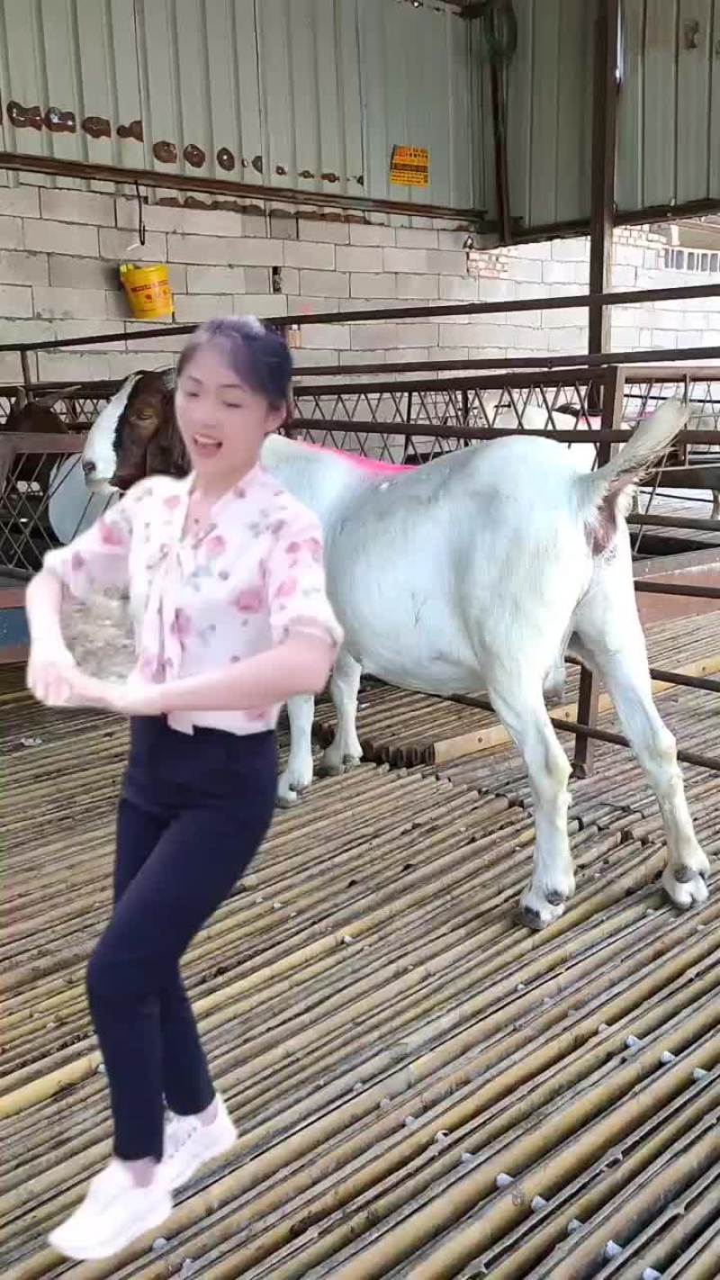 波尔山羊