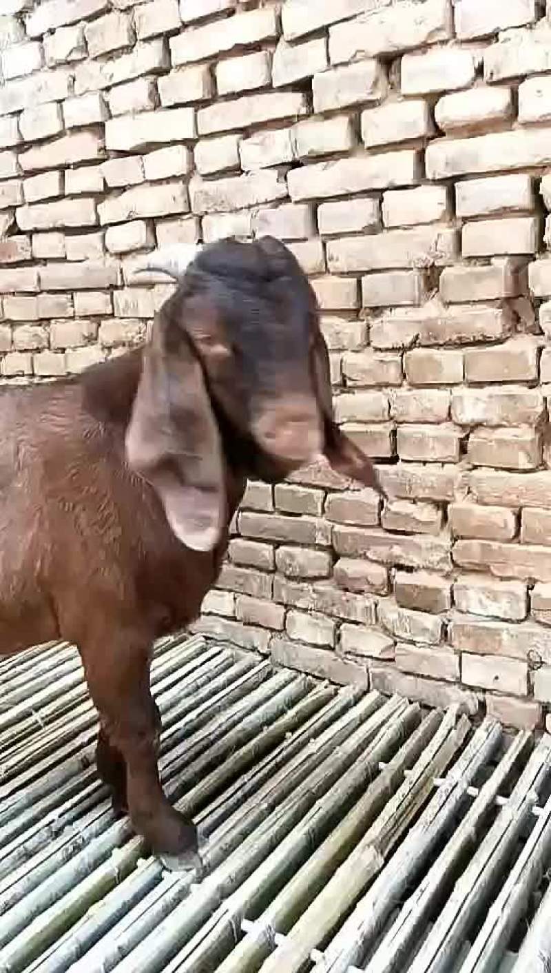 波尔山羊，黄金羊