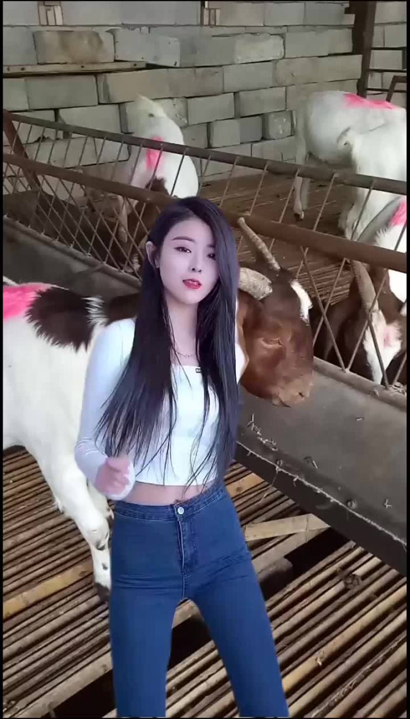 波尔山羊，黄金羊