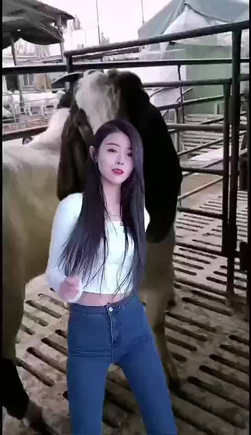 波尔山羊，黄金羊