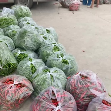 精品辣椒大量上市，有需求的老板赶紧联系