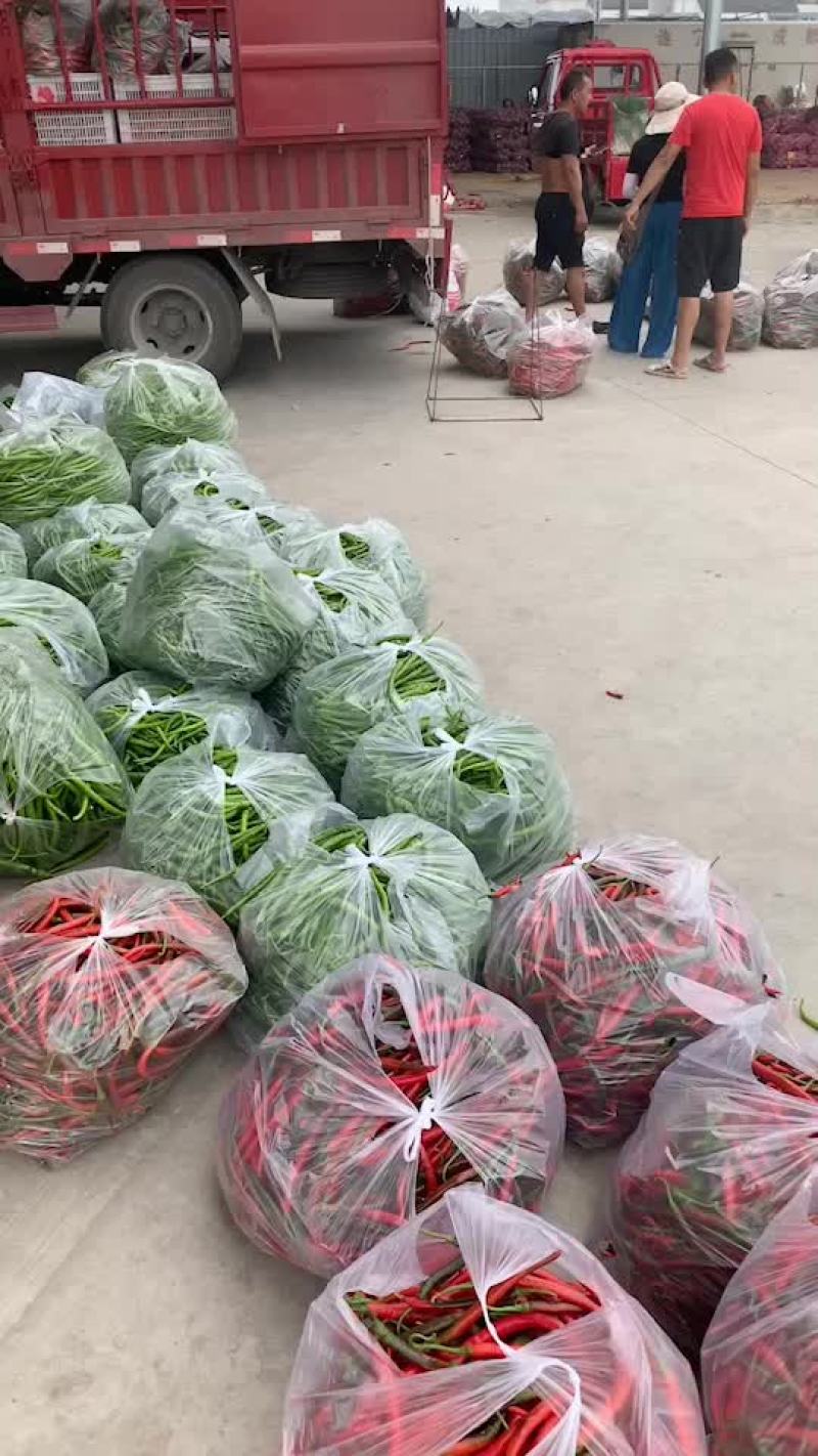 精品辣椒大量上市，有需求的老板赶紧联系