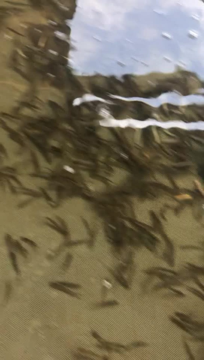 台湾泥鳅苗，杂交泥鳅苗，超低价