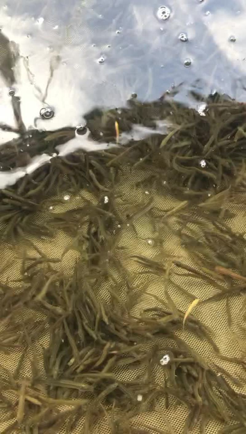 台湾泥鳅苗，杂交泥鳅苗，超低价