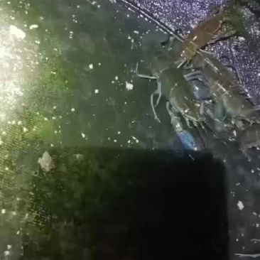淡水澳龙
